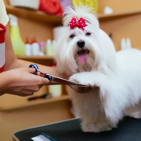 Why the Right Thinning Shear Makes or Breaks a Dog Groom